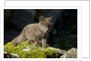 Arctic Fox, Svalbard, Norway by Anonymous
