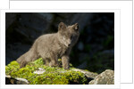 Arctic Fox, Svalbard, Norway by Anonymous