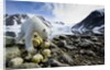 Polar Bear, Svalbard, Norway by Anonymous