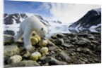 Polar Bear, Svalbard, Norway by Anonymous