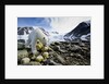 Polar Bear, Svalbard, Norway by Anonymous