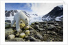 Polar Bear, Svalbard, Norway by Anonymous