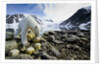 Polar Bear, Svalbard, Norway by Anonymous