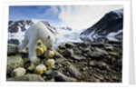 Polar Bear, Svalbard, Norway by Anonymous