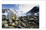Polar Bear, Svalbard, Norway by Anonymous