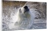 Polar Bear, Svalbard, Norway by Anonymous