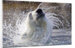 Polar Bear, Svalbard, Norway by Anonymous