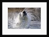 Polar Bear, Svalbard, Norway by Anonymous