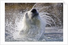 Polar Bear, Svalbard, Norway by Anonymous