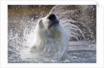 Polar Bear, Svalbard, Norway by Anonymous