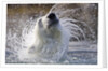 Polar Bear, Svalbard, Norway by Anonymous