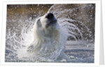 Polar Bear, Svalbard, Norway by Anonymous
