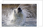 Polar Bear, Svalbard, Norway by Anonymous