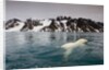 Polar Bear, Svalbard, Norway by Anonymous