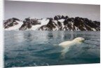 Polar Bear, Svalbard, Norway by Anonymous