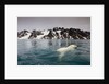 Polar Bear, Svalbard, Norway by Anonymous