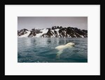 Polar Bear, Svalbard, Norway by Anonymous