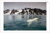 Polar Bear, Svalbard, Norway by Anonymous