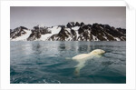 Polar Bear, Svalbard, Norway by Anonymous
