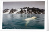 Polar Bear, Svalbard, Norway by Anonymous