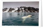 Polar Bear, Svalbard, Norway by Anonymous