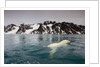 Polar Bear, Svalbard, Norway by Anonymous