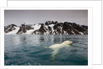 Polar Bear, Svalbard, Norway by Anonymous