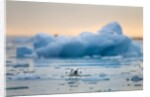Polar Bear, Svalbard, Norway by Anonymous