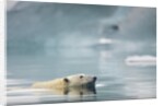 Polar Bear, Svalbard, Norway by Anonymous