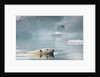 Polar Bear, Svalbard, Norway by Anonymous