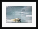 Polar Bear, Svalbard, Norway by Anonymous