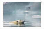 Polar Bear, Svalbard, Norway by Anonymous