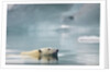 Polar Bear, Svalbard, Norway by Anonymous