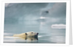 Polar Bear, Svalbard, Norway by Anonymous