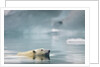 Polar Bear, Svalbard, Norway by Anonymous