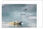 Polar Bear, Svalbard, Norway by Anonymous