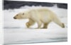 Polar Bear, Svalbard, Norway by Anonymous