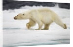 Polar Bear, Svalbard, Norway by Anonymous