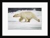 Polar Bear, Svalbard, Norway by Anonymous