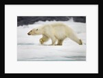 Polar Bear, Svalbard, Norway by Anonymous