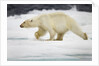 Polar Bear, Svalbard, Norway by Anonymous