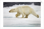 Polar Bear, Svalbard, Norway by Anonymous
