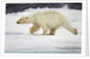 Polar Bear, Svalbard, Norway by Anonymous