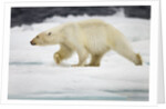 Polar Bear, Svalbard, Norway by Anonymous