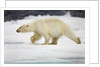 Polar Bear, Svalbard, Norway by Anonymous