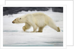 Polar Bear, Svalbard, Norway by Anonymous