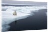 Polar Bear, Svalbard, Norway by Anonymous