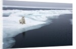 Polar Bear, Svalbard, Norway by Anonymous