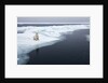 Polar Bear, Svalbard, Norway by Anonymous