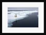 Polar Bear, Svalbard, Norway by Anonymous